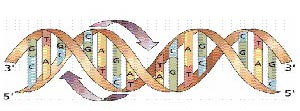 A picture of complementary strands of DNA. A twisted ladder shape that has the cross bars of the ladder labeled with two letters; either A, T, G or C.  A and T are always paired and G and C are always paired.