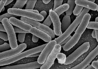 Microscopic image of Escherichia Coli.  Many rod shaped objects.