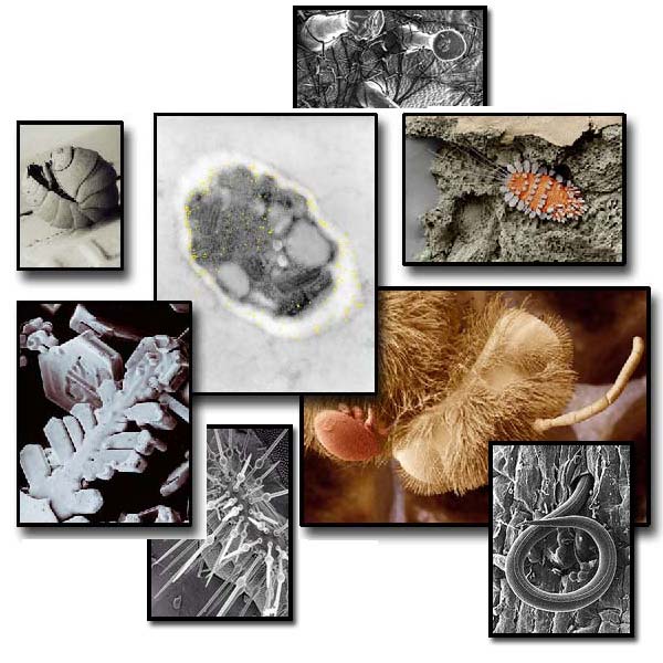 Eight different picture of microscopic organisms through an electron microscope.