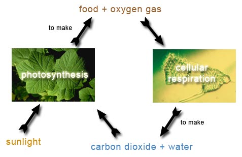 The image of green leaves with text 'photosynthesis' is at the left and the image of leaf cell with text 'cellular respiration' is at the right. Text 'food + oxygen gas' is at the top. Text 'sunlight' is at the bottom left, and text 'carbon dioxide + water' is at the bottom right. Two arrows point from 'sunlight' and from 'carbon dioxide + water' to the photosynthesis image, and another arrow with word 'to make' points from the photosynthesis image to 'food + oxygen gas'. An arrow points from 'food +oxygen gas' to the cellular respiration image, and another arrow with word 'to make' points from the cellular respiration image to 'carbon dioxide +water'.