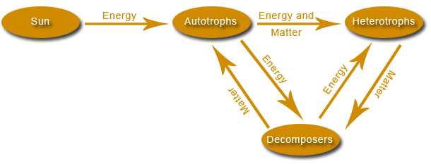The recycling and movement of energy and matter between sun, autotrophs, heterotrophs and decomposers: energy flows from sun to autotrophs; energy and matter flows from autotrophs to heterotrophs; energy flows from autotrophs to decomposers and matter flows from decomposers to autotrophs; energy flows from decomposers to heterotrophs and matter flows from heterotrophs to decomposers.