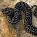 the first of the two snake images