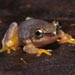 the first of three frog images