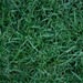 the first of the five grass images