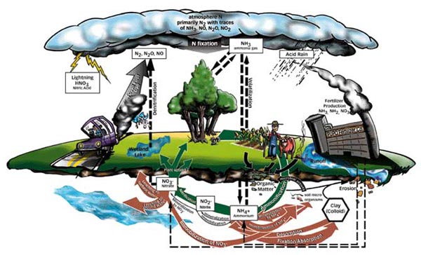 A diagram of the nitrogen cycle.  N2 in the atmosphere can be incorporated into plants through nitrogen fixation.  Plants turn N2 into NH4+ then to NO2- and then finally into NO3-.  When organisims die the process of denitrification turns the NO3- back into N2 gas.