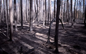 burn area with charcoaled trees