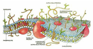 A microscope picture of a cell membrane.  Two outer layers with an intercellular space inbetween.