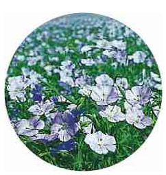 flax plants with flowers: purple, white, green leaves.