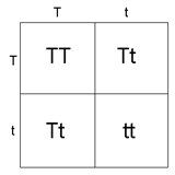 A square divided into four sections.  Along the top of the square is a capital T and a lower case t.   Along the left side of the square is a capital T and a lower case t.  Reading left to right and top to bottom the first section contains TT, the secton section contains Tt, the third section contains Tt, and the fourth section contains tt.