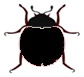 Black Ladybug