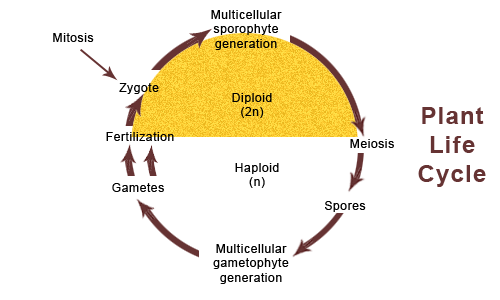 plant life cycle diagram