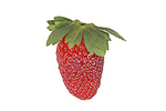 strawberry, text says A strawberry is a fruit.