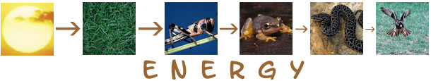 food chain, energy flows in order: sun, grass, grasshopper, frog, snake, hawk