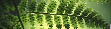 A fern, with spore cases showing on the undersides of the leaves.