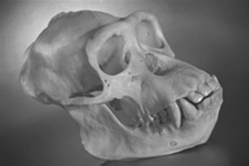 skull with small head and large jaw