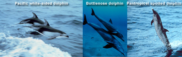 3 different types of dolphins: Pacific white-sided, Atlantic bottlenose, and Pantropical spotted