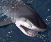 tiger shark