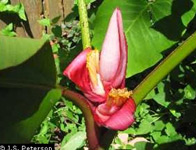 a type of pink banana, Musa velutina