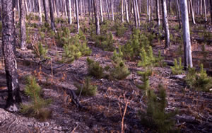 new growth of baby trees in fire area