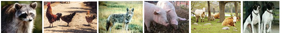 collage of animals: raccoon, rooster and hens, coyote, pigs, cows, dogs