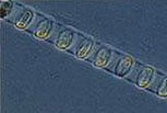 algae (plant-like)