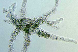 amoeba (animal-like)