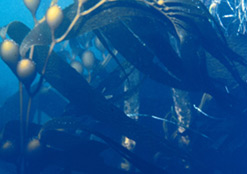 kelp (plant-like/multi cellular)