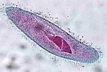 parameceum animal-like