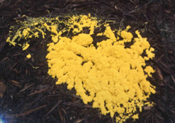 slime mold (fungus-like/multi cellular)