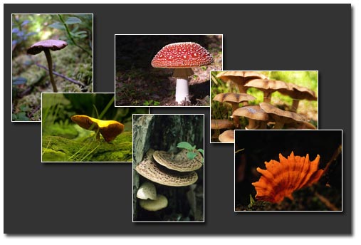 six different types of mushrooms