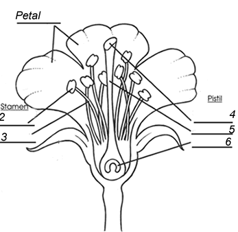 Parts of the Flower