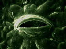 microscopic view of a stomata