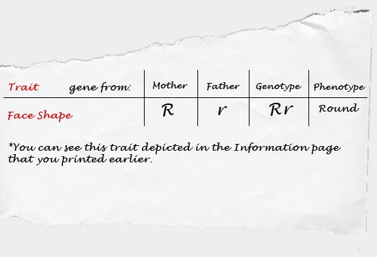 The chart displays the correlation between trait and face shape: Mother - R, Father - r, Genotype  Rr, Phenotype  Round. *You can see this trait depicted in the Information page that you printed earlier.