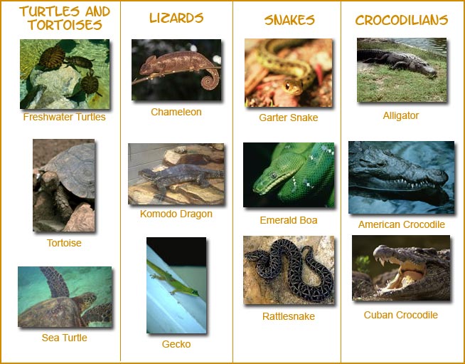 collage of reptiles- Turtles and Tortoises: freshwater turtles, tortoise, and sea turtle, Lizards: chameleon, Komodo dragon, and gecko, Snakes: garter snake, emerald boa, and rattlesnake, Crocodilians: alligator, Cuban crocodile, and American crocodile