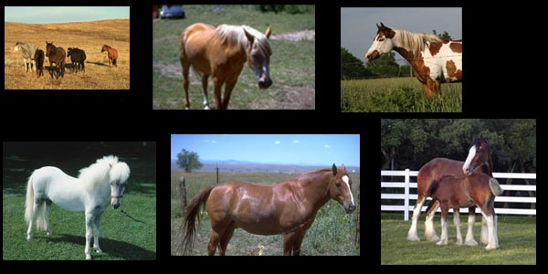 Image showing a variety of horse breeds, all with visible characteristic differences.