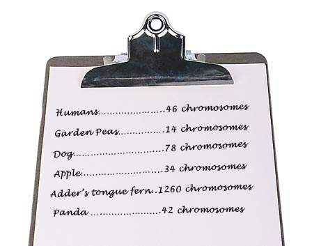 On the clip board is the following text: have 46 Chromosomes, Garden Peas – 14 chromosomes, Dog – 78 chromosomes, Apple – 34 chromosomes, Adder’s tongue fern – 1260 chromosomes, Panda 42 chromosomes