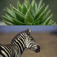 zebra with a plant