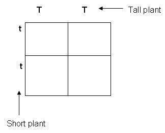 A square divided into four sections.  Along the top of the square is two capital T that are labeled tall plant.  Along the left side of the square are two lower case t that are labeled short plant.  Each section of the main square is empty.