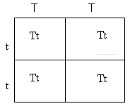 A square divided into four sections.  Along the top of the square is two capital T.   Along the left side of the square are two lower case t.  Each of the four sections of the main square contain Tt.