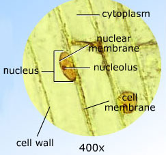 Onion cells at 100x magnification.  Many rod shaped objects next to each other.  The edges of the rods are labeled cell wall.  Black dots inside the rods are labeled nucleus.  The middle of the rods are labeled cytoplasm.