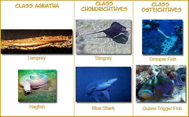 different types of fish: lamprey and hagfish of class agnatha, stingray and blue shark of class chondrichthyes, grouper fish and queen trigger fish of class osteichthyes.