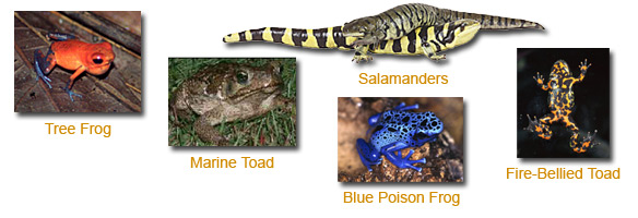 amphibians: tree frog, marine toad, salamanders, blue poison frog, fire-bellied toad