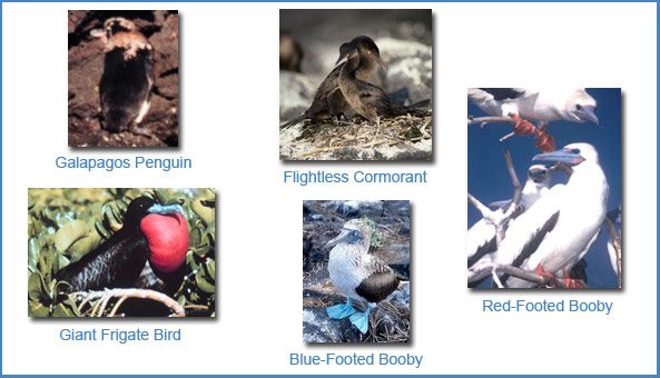 bird collage: Galapagos penguin, giant frigate bird, blue-footed booby, flightless cormorant, red-footed booby
