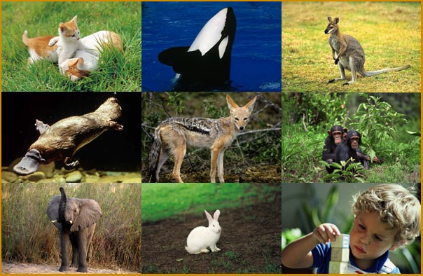 mammal collage: kittens, whale, kangaroo, platypus, fox, chimpanzees, elephant, rabbit, young boy
