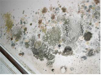 Different collored patches of mold on a white wall.